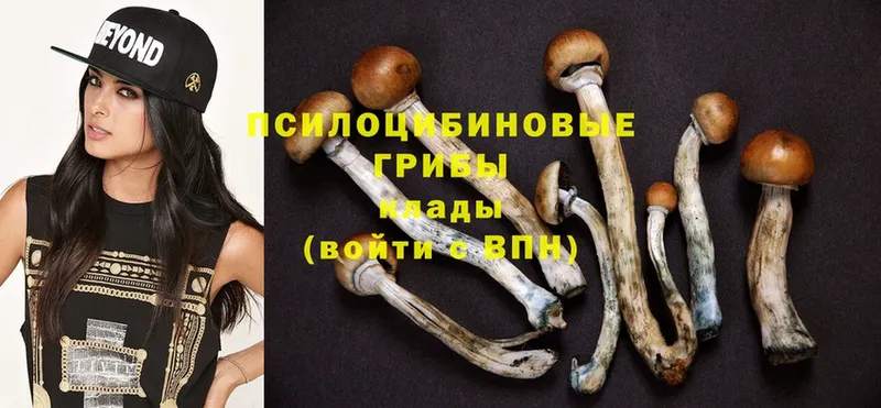 Галлюциногенные грибы Psilocybe  Ногинск 